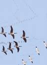 Migrate.jpeg